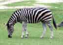動物図鑑・サバンナシマウマの写真 1